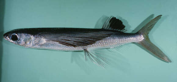 Image of Sutton&#39;s flyingfish