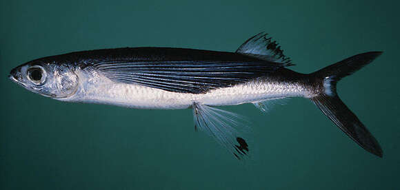 Image of Sutton&#39;s flyingfish