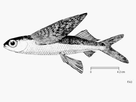 Image of Flyingfish