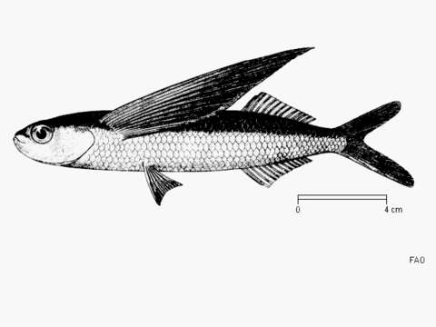 Image of Barbel flyingfish