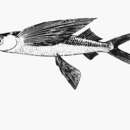 Image of Sailor flyingfish