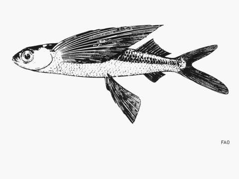 Image of Sailor flyingfish