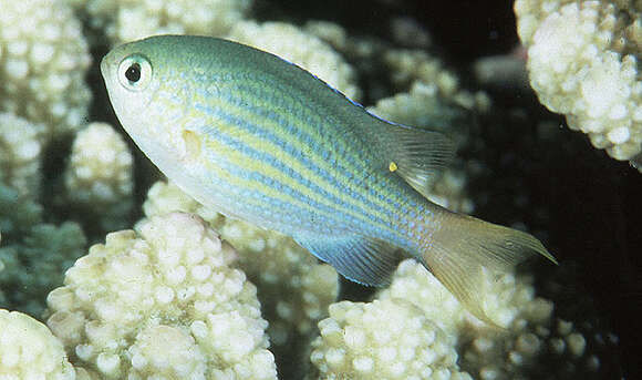 Слика од Pycnochromis lineatus (Fowler & Bean 1928)