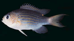 Слика од Pycnochromis lineatus (Fowler & Bean 1928)