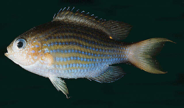 Слика од Pycnochromis lineatus (Fowler & Bean 1928)