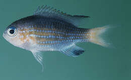 Слика од Pycnochromis lineatus (Fowler & Bean 1928)