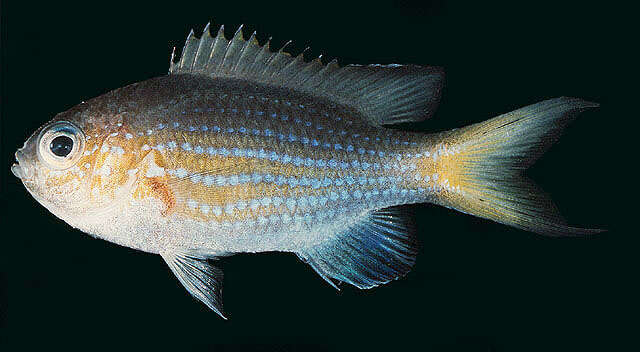 Слика од Pycnochromis lineatus (Fowler & Bean 1928)