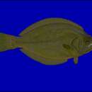 Image of Indian halibut
