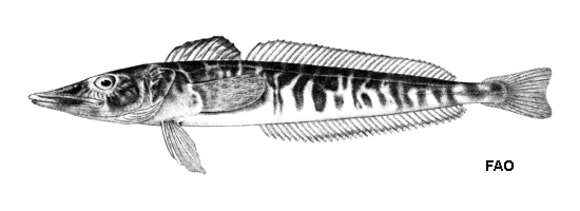 Image of Northern icefish