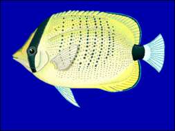 Image of Lemon Butterflyfish