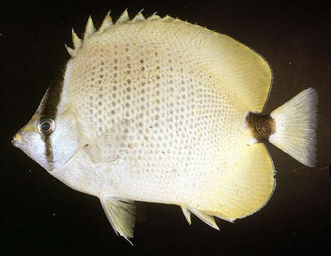 Image of Lemon Butterflyfish