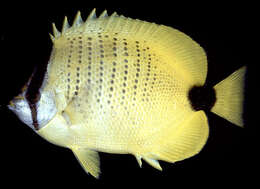 Image of Lemon Butterflyfish