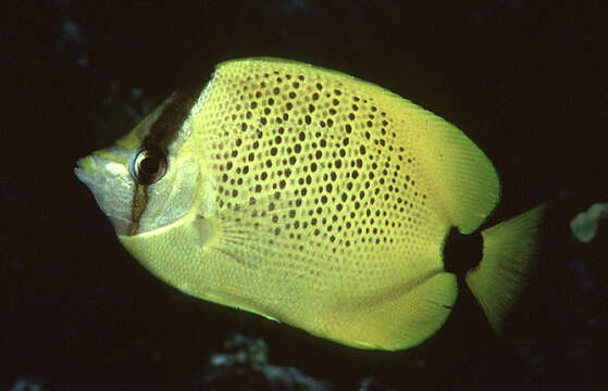 Image of Lemon Butterflyfish