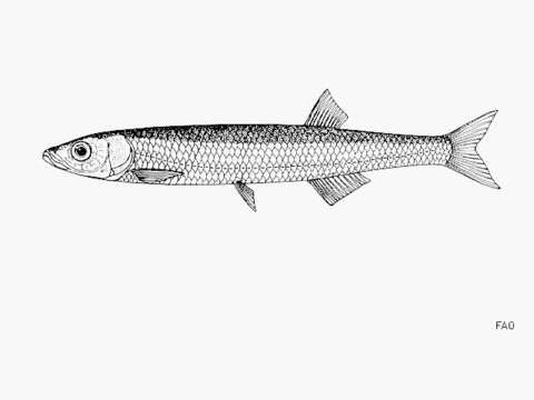 Image of Lake Malawi sardine