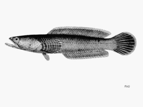 Image of Ceylon snakehead