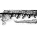 Image of Bullseye snakehead
