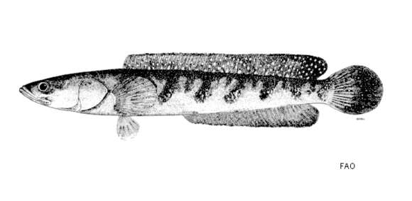 Image of Bullseye snakehead