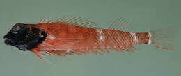 Image of Hawaiian Blackhead Triplefin