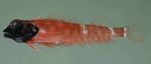 Image of Hawaiian Blackhead Triplefin