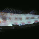 Image of Blackfin triplefin