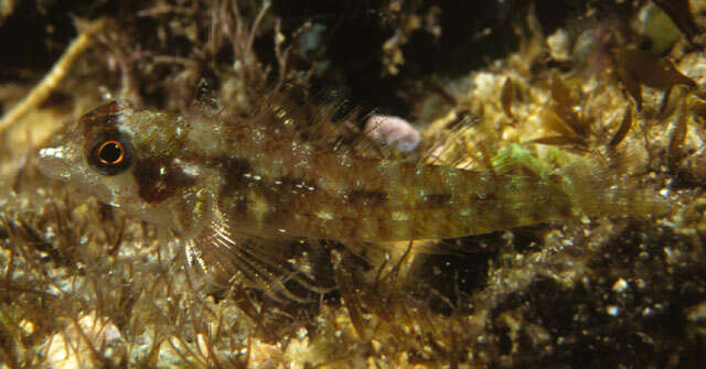 Image of Black and red triplefin