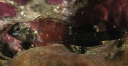 Image of Black and red triplefin