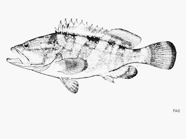 Epinephelus akaara (Temminck & Schlegel 1842) resmi