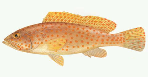 Image of Hong Kong Grouper