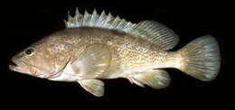 Image of Hong Kong Grouper