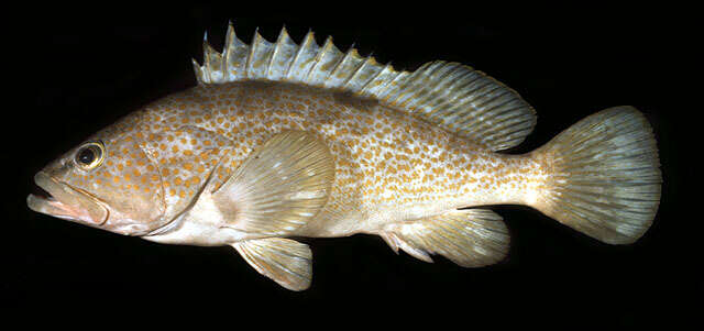 Epinephelus akaara (Temminck & Schlegel 1842) resmi