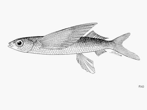 Sivun Cypselurus opisthopus (Bleeker 1865) kuva