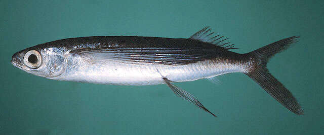 Image of Black-finned flyingfish