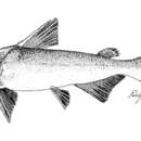 Image of Yellow Sea Catfish