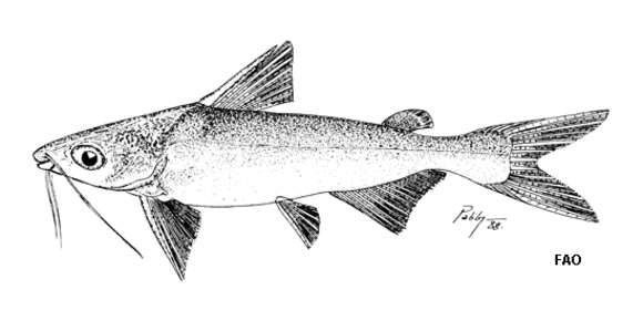 Image de Cathorops arenatus (Valenciennes 1840)