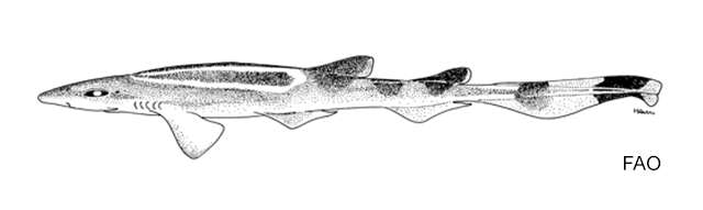 Image of Springer&#39;s sawtail cat shark