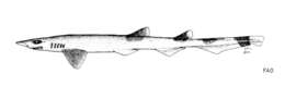 Image of Slender Sawtail Shark