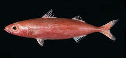 صورة Emmelichthys karnellai Heemstra & Randall 1977