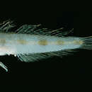 Image of Ribbon goby
