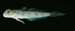 Image of Ribbon goby