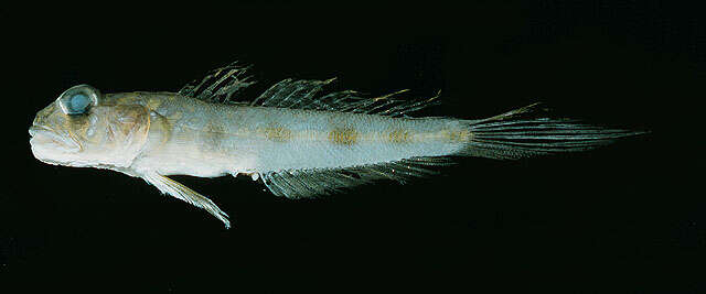 Image de Oxyurichthys heisei Pezold 1998