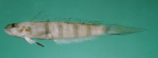 Image of Jester goby