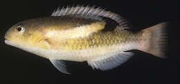 Image of Darkstripe tuskfish