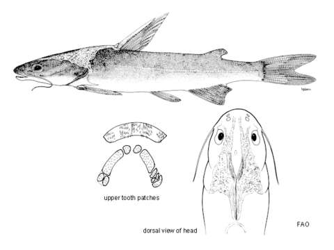 Sivun Hemiarius harmandi Sauvage 1880 kuva