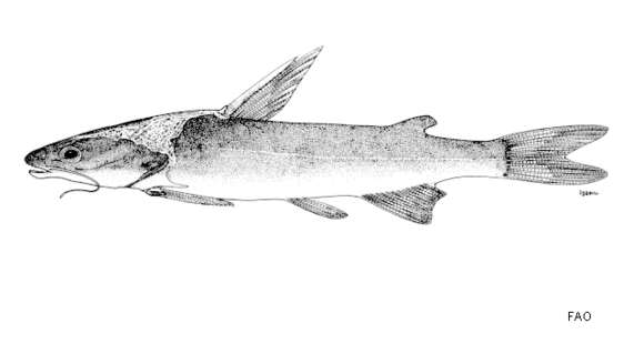 Image of Hemiarius harmandi Sauvage 1880