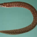 Image of Pygmy moray