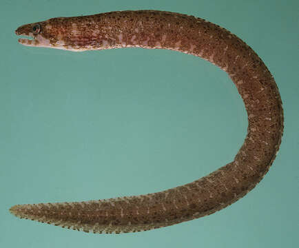 Image of Pygmy moray