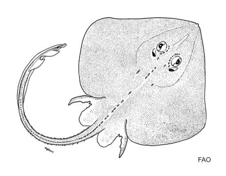 Image of Pygmy Skates