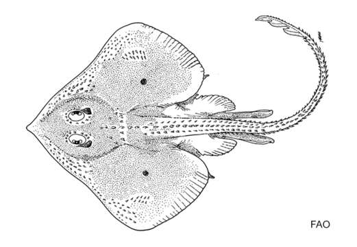 Image of Gulf Of Mexico Pygmy Skate