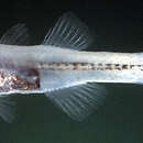 Image of Transparent cardinalfish