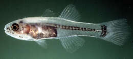 صورة Pseudamiops diaphanes Randall 1998